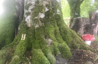 Fairy Door Ladder Mushroom Raheen Woods Hotel Fairy Garden