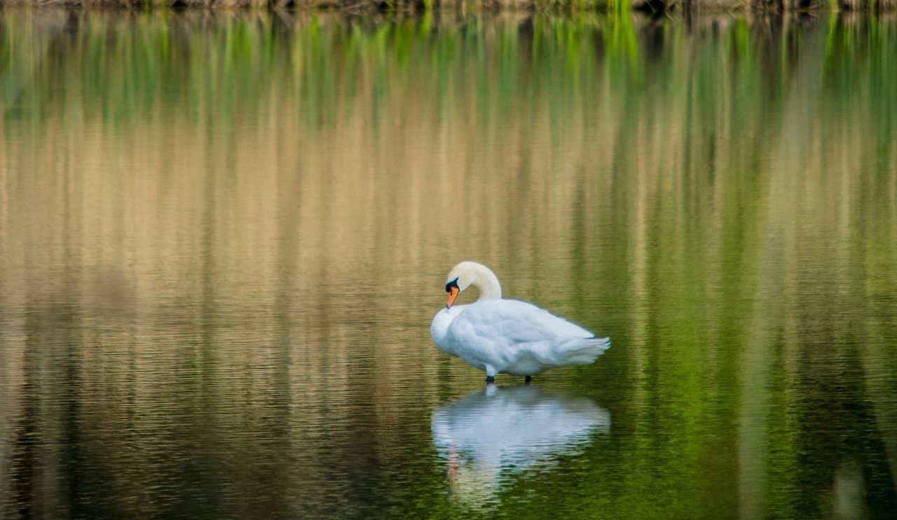 Swan In Lake