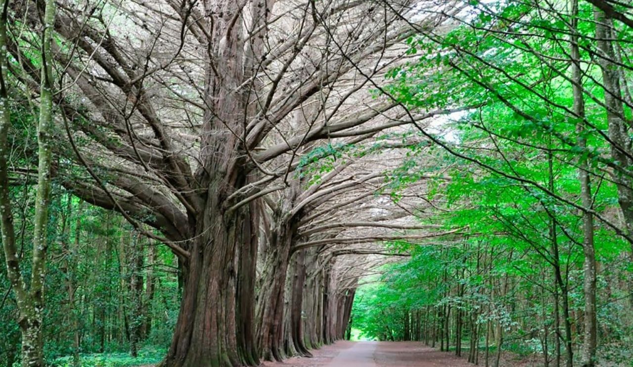 Coole Park Trees Raheen Woods Hotel (1)