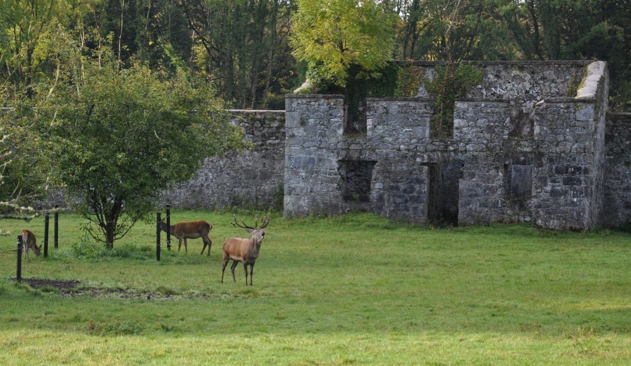 Coole Park Trees Raheen Woods Hotel (4)