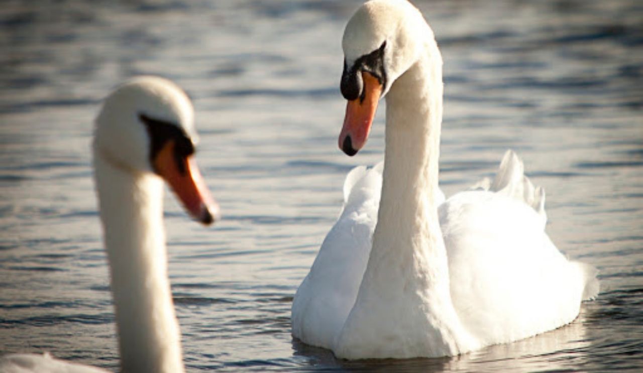 Swans at Coole (1)