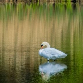 Swans shannon raheen woods hotel www.raheenwoodshotel.ie_v2